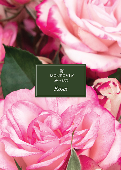 Monrovia's Guide to Roses